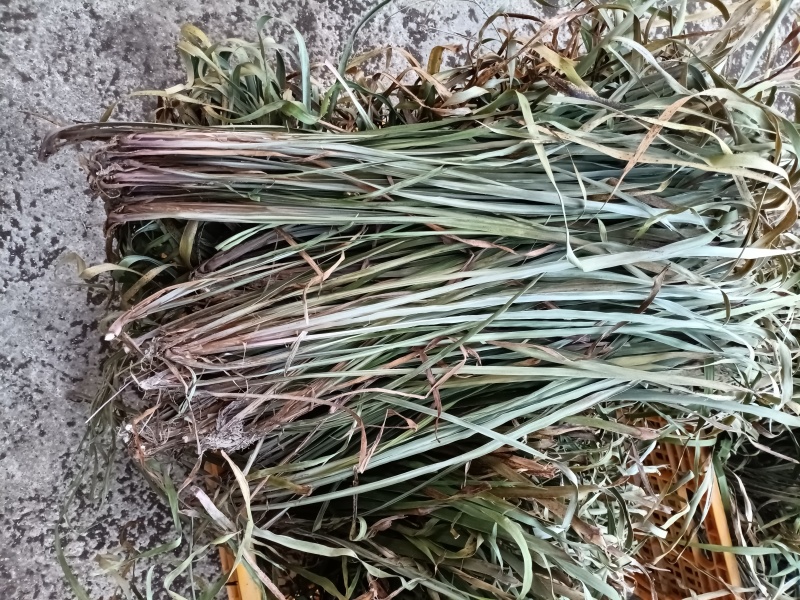 茴香菖蒲