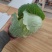 湖北扁包菜，奥奇娜扁包，铁宝2号扁包
