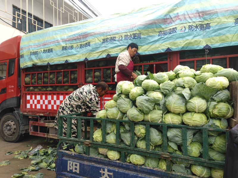 湖北扁包菜，奥奇娜扁包，铁宝2号扁包
