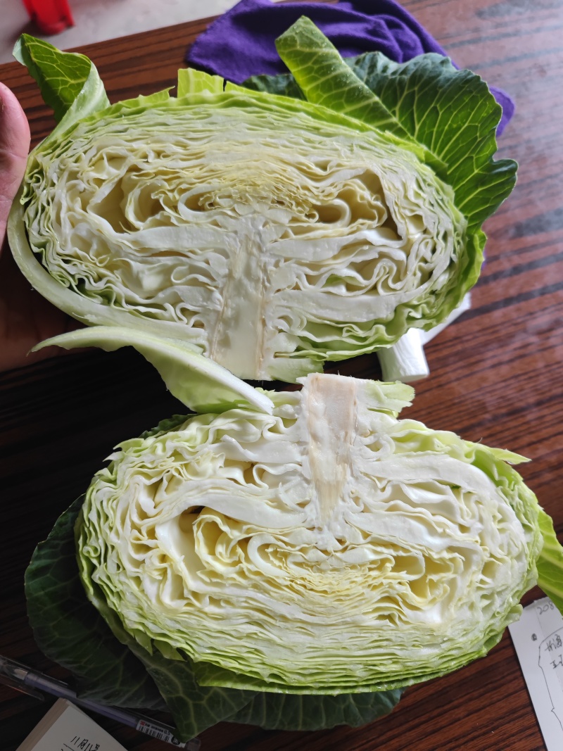 湖北扁包菜，奥奇娜扁包，铁宝2号扁包