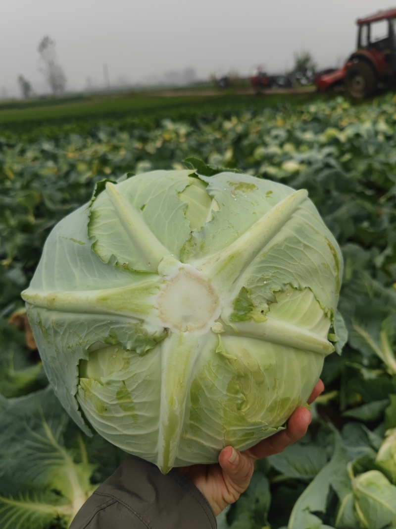 湖北扁包菜，奥奇娜扁包，铁宝2号扁包