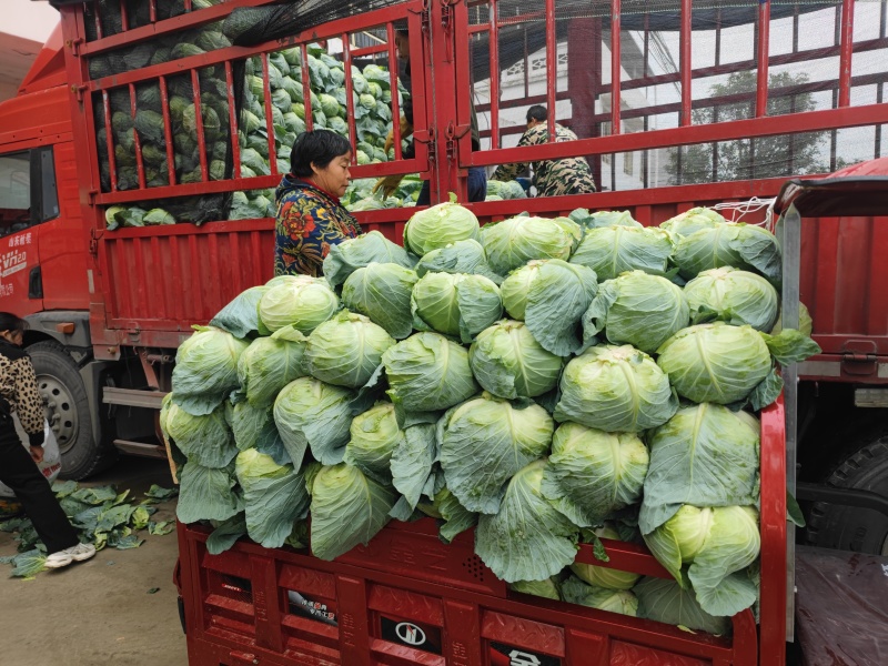 湖北扁包菜，奥奇娜扁包，铁宝2号扁包