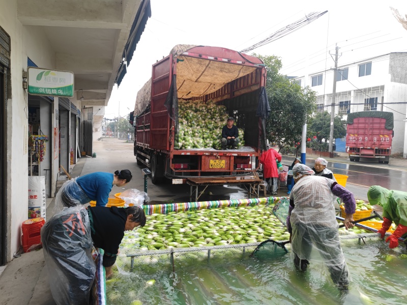 ，湖北老河口青萝卜，可供各大型超市，批发市场，加