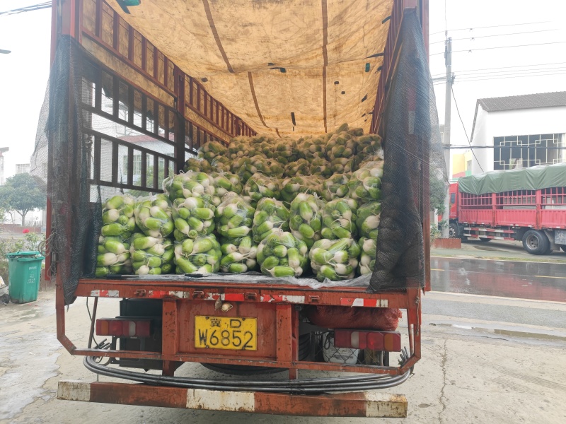，湖北老河口青萝卜，可供各大型超市，批发市场，加