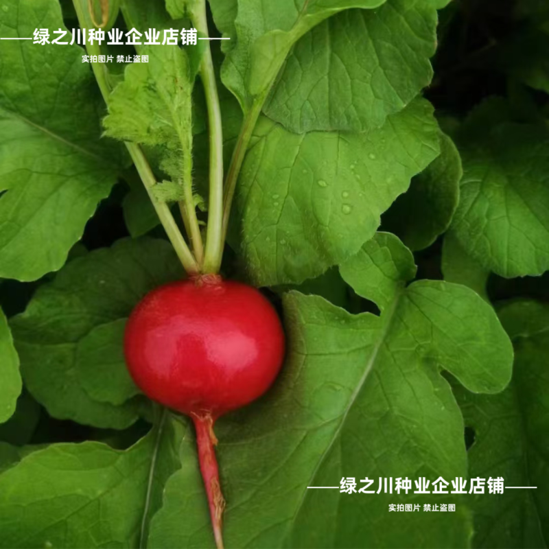 婕美528樱桃萝卜种子水分多一代杂交水果萝卜种籽甜脆多汁