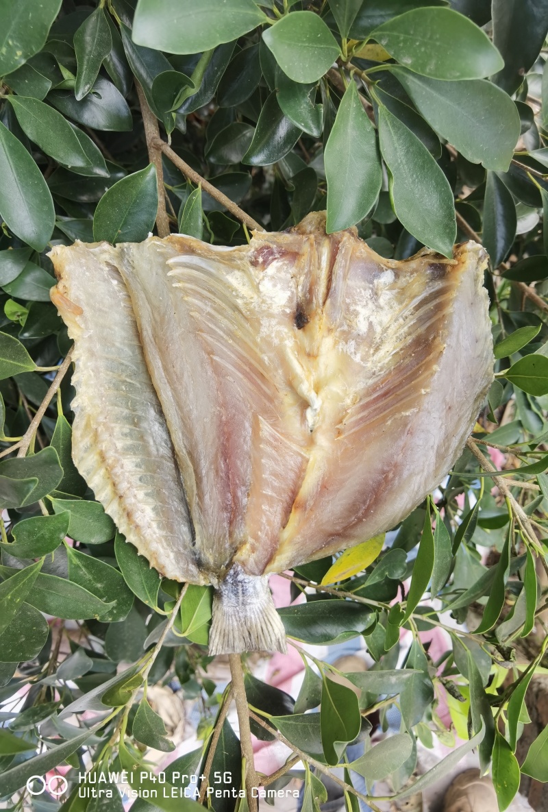 送礼佳品花鲈鱼