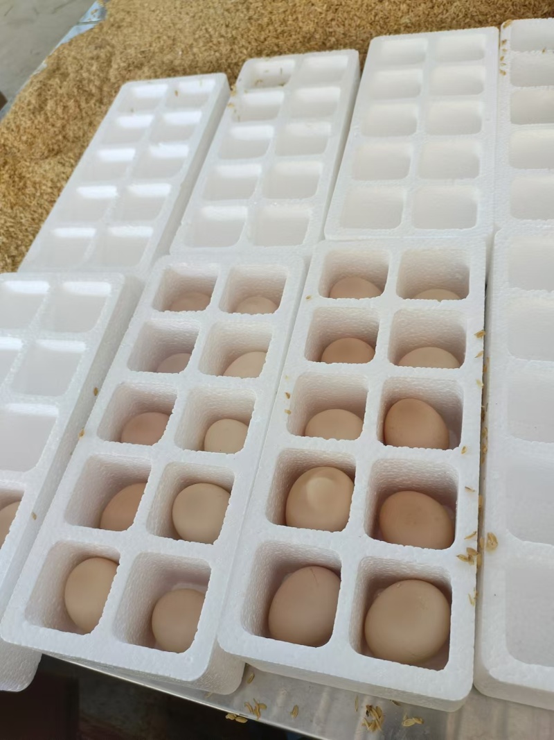 散养土鸡蛋（支持一健代发）