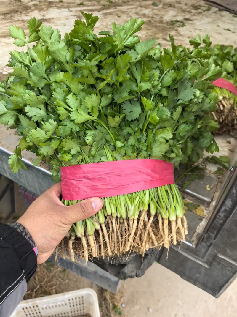 河南香菜大量上市，产地直发货源充足，欢迎来电选购！
