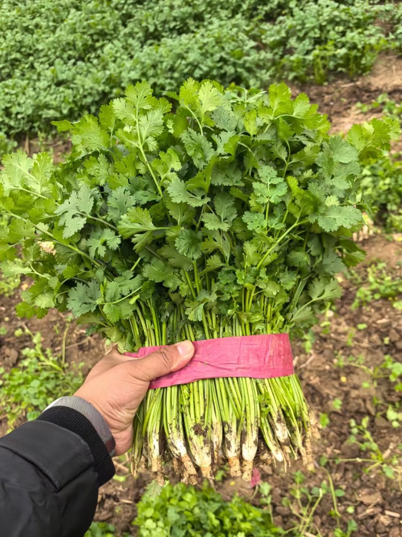 河南香菜大量上市，产地直发货源充足，欢迎来电选购！