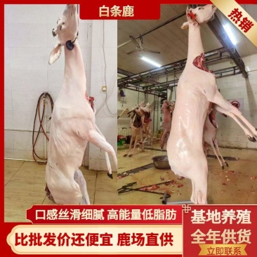 鹿白条梅花鹿肉检疫合格证量大从优欢迎选购！