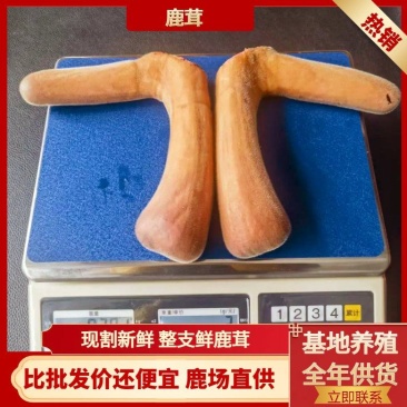 梅花鹿茸全部现货顺丰包邮小克数头茬二杠鹿茸