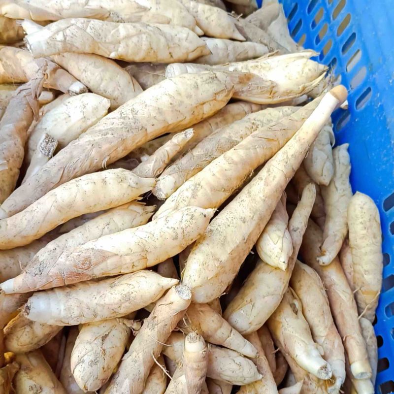 冬粉薯，大量上市，全国发货，量大更优惠。
