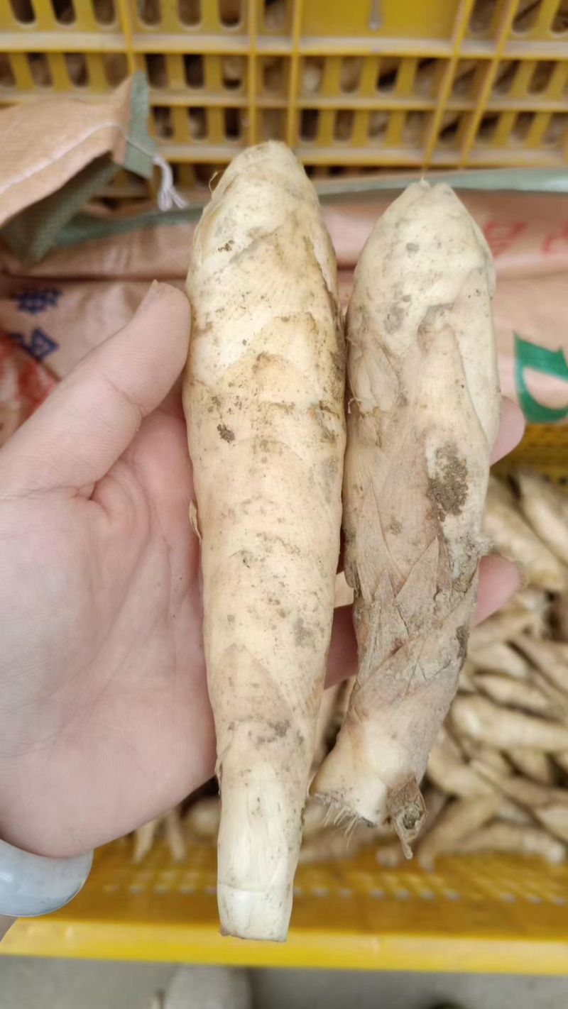 冬粉薯，大量上市，全国发货，量大更优惠。