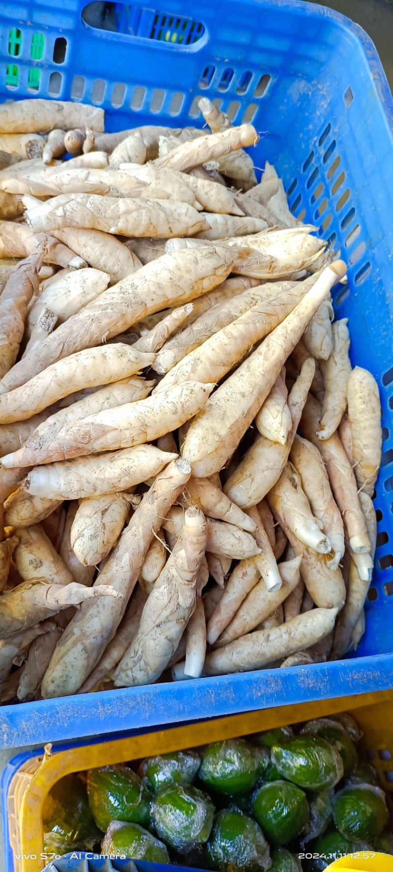 冬粉薯，大量上市，全国发货，量大更优惠。