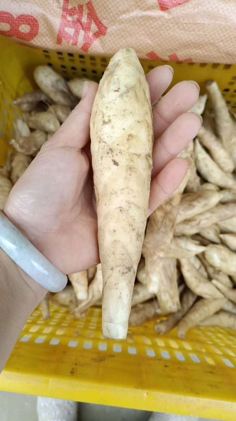 冬粉薯，大量上市，全国发货，量大更优惠。