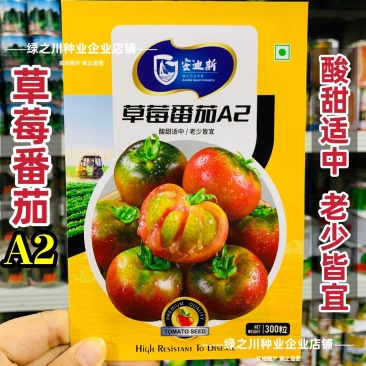 东北铁皮柿子A2草莓番茄种子口感西红柿种子水果柿子酸甜