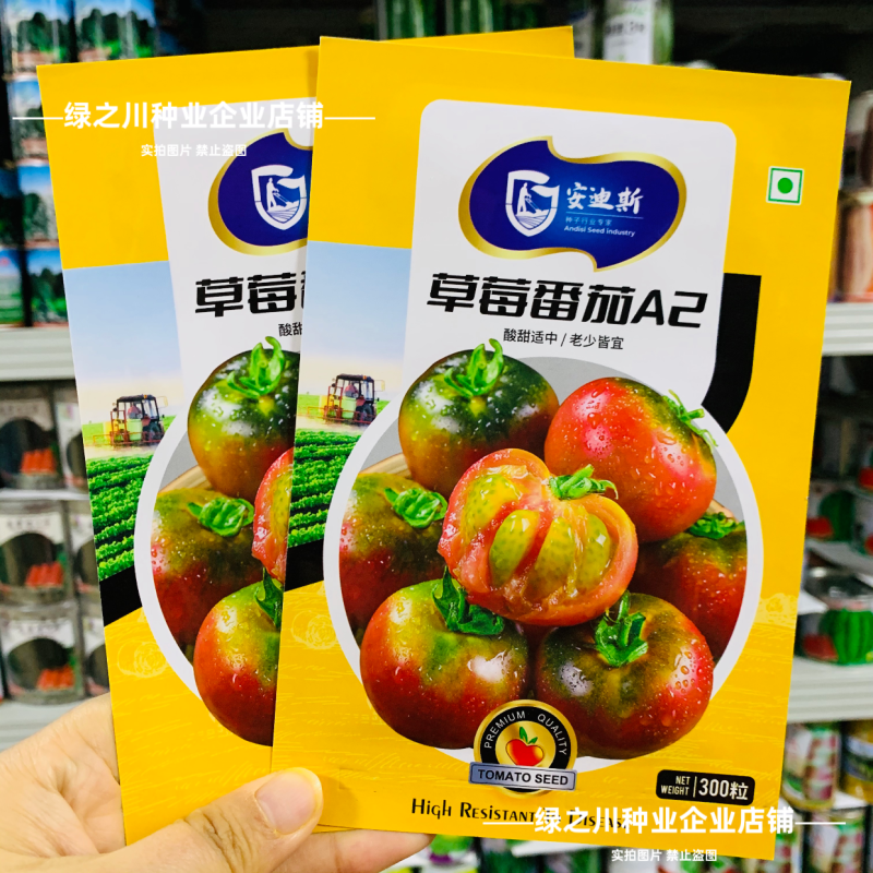 东北铁皮柿子A2草莓番茄种子口感西红柿种子水果柿子酸甜