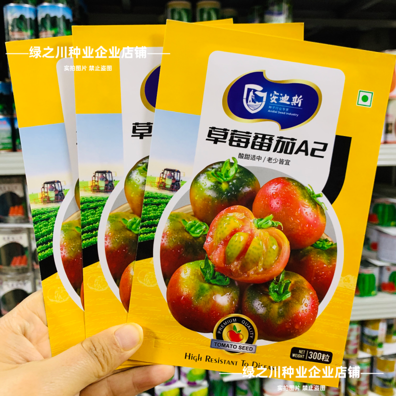 东北铁皮柿子A2草莓番茄种子口感西红柿种子水果柿子酸甜