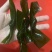 海带结加工