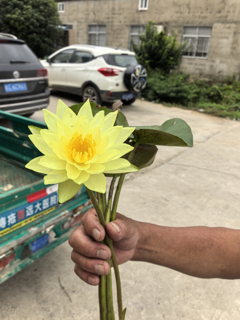 墨西哥黄睡莲产地直发一手货源欢迎各地客商洽谈合作