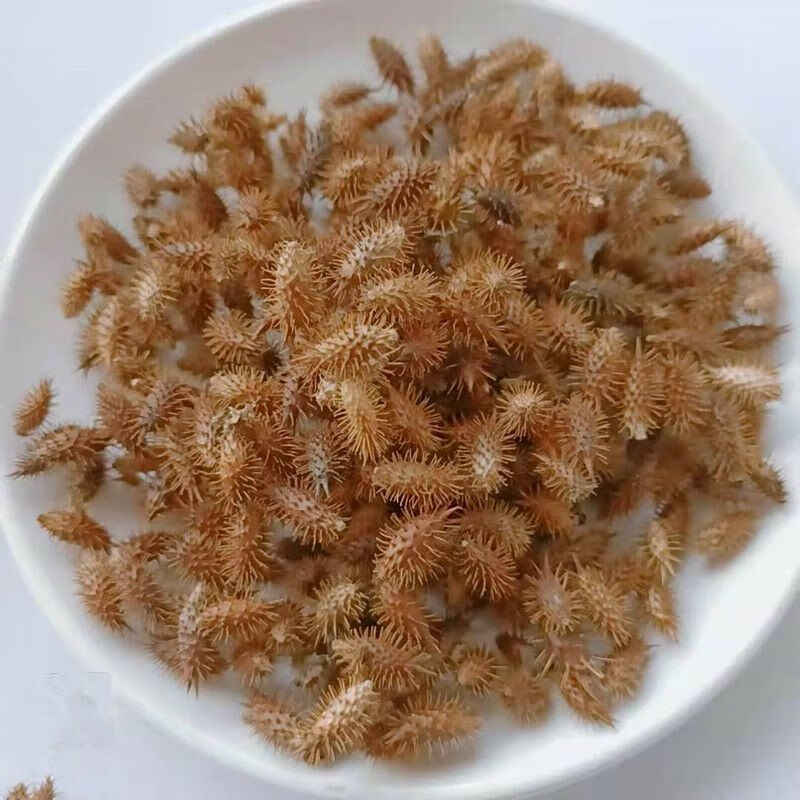 苍耳中药材正宗苍耳子带刺天然成熟草毛苍子包邮毛新货加工