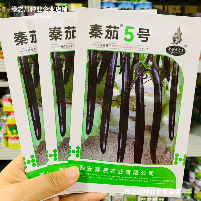 特长黑线茄种子黑长茄种子黑亮茄子种子白肉秦茄5号茄子种子