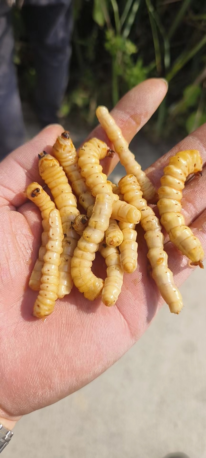 斗米虫下单即上山砍虫