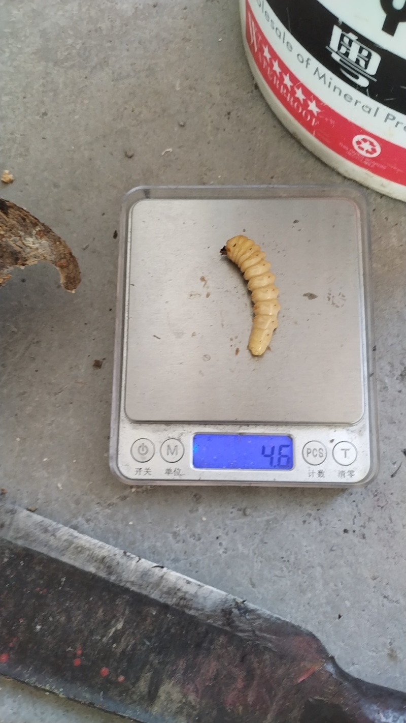 斗米虫下单即上山砍虫