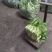 白菜苔大量上市