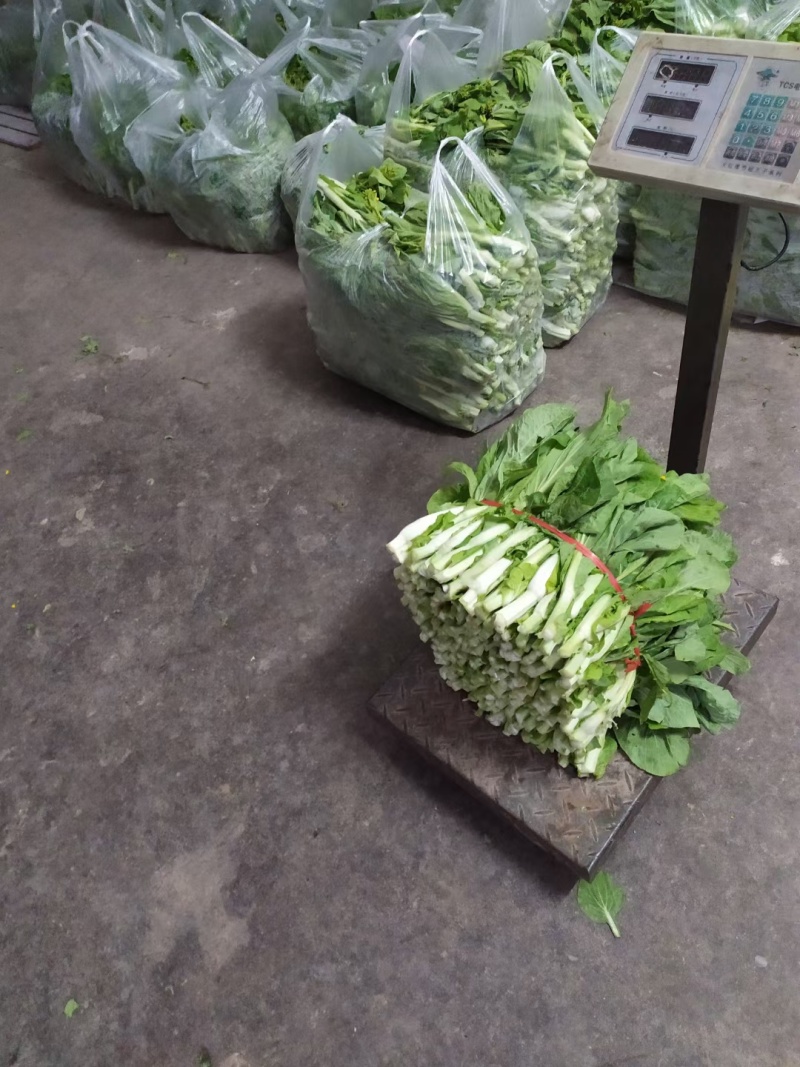 白菜苔大量上市