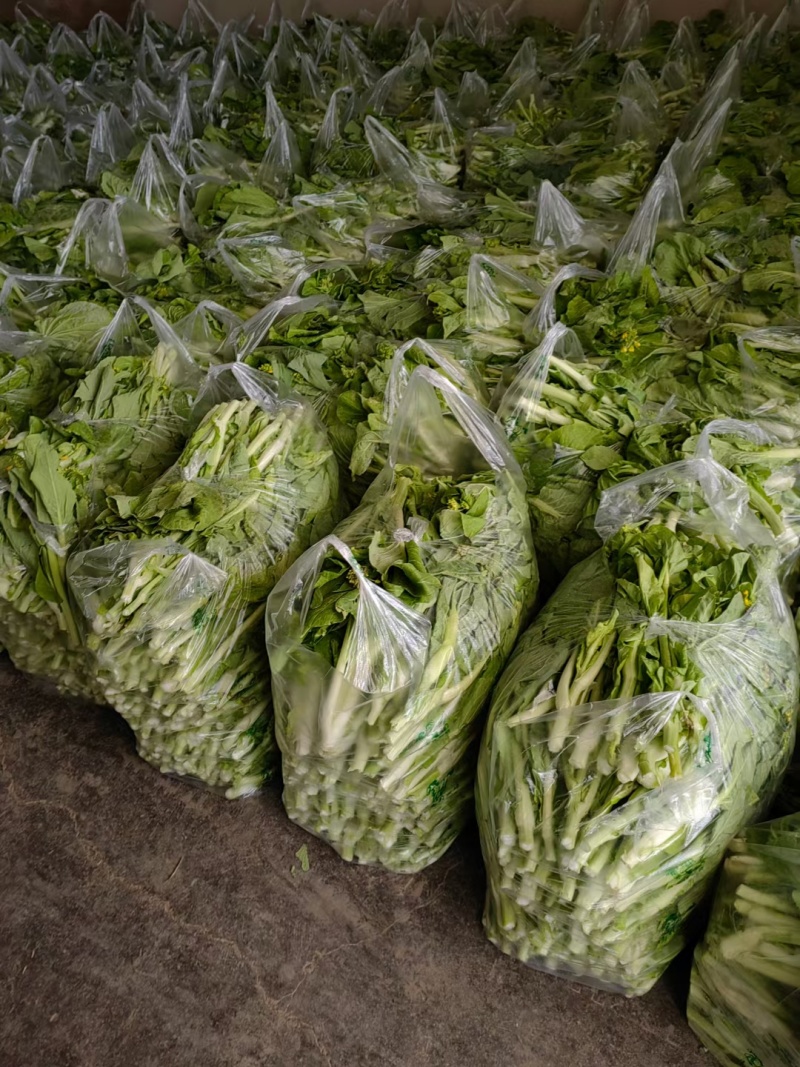 白菜苔大量上市