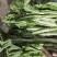白菜苔大量上市