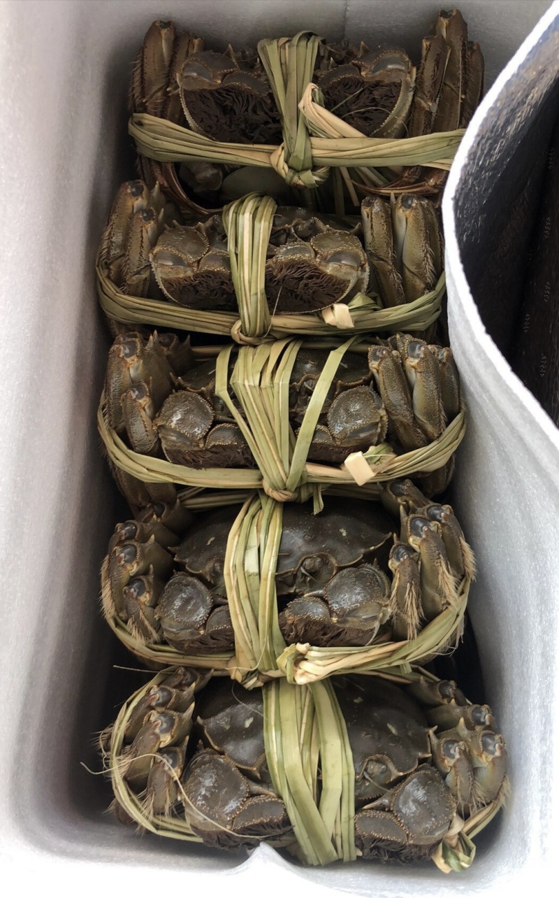 精品大闸蟹一件代发母蟹鲜活螃蟹特大母蟹河蟹
