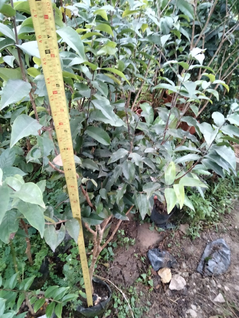 四季艾斯卡挂果嘉宝果树苗，自家种植，适应性强，