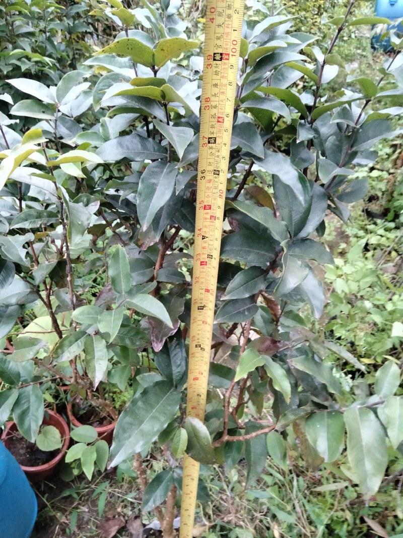 四季艾斯卡挂果嘉宝果树苗，自家种植，适应性强，