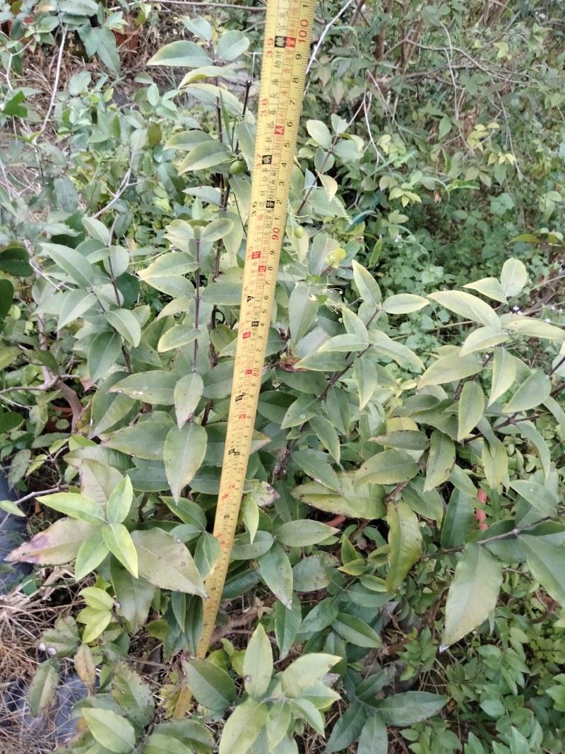四季艾斯卡挂果嘉宝果树苗，自家种植，适应性强，