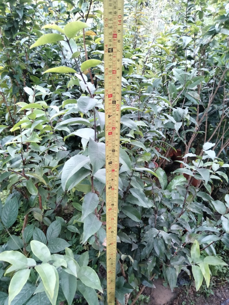 四季艾斯卡挂果嘉宝果树苗，自家种植，适应性强，