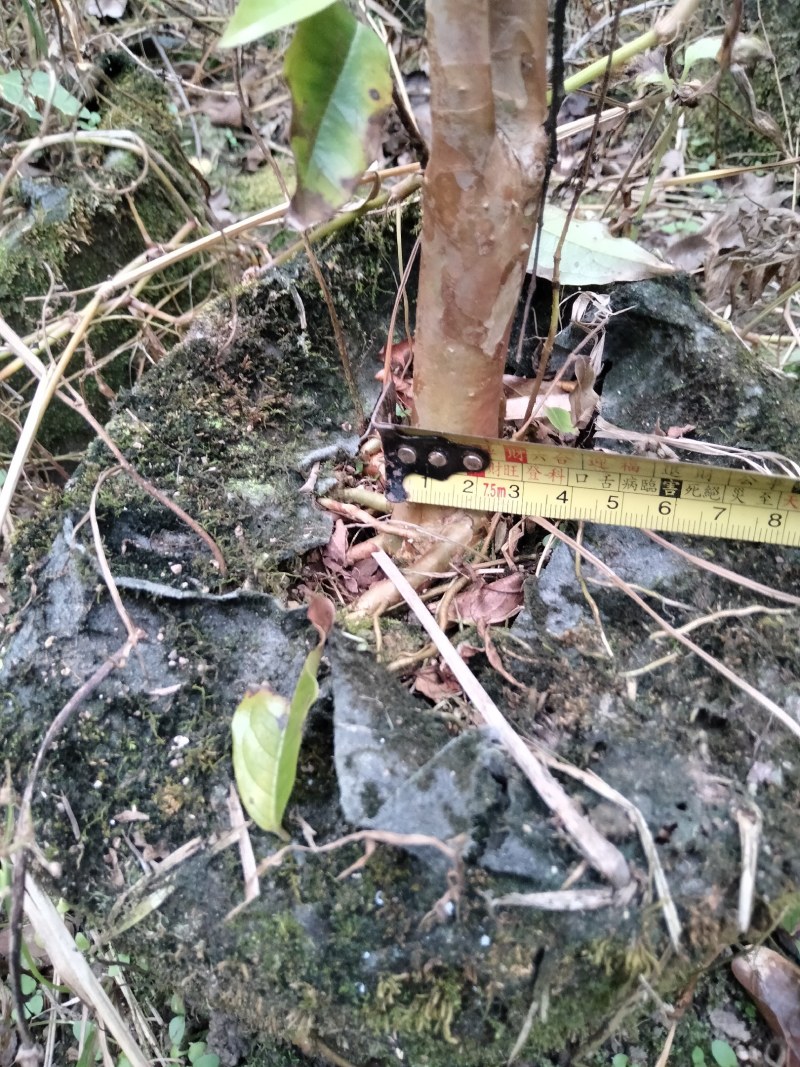 四季艾斯卡挂果嘉宝果树苗，自家种植，适应性强，