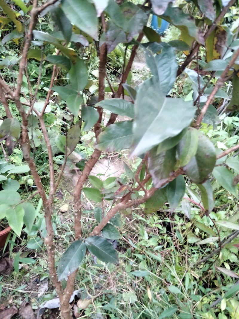 四季艾斯卡挂果嘉宝果树苗，自家种植，适应性强，