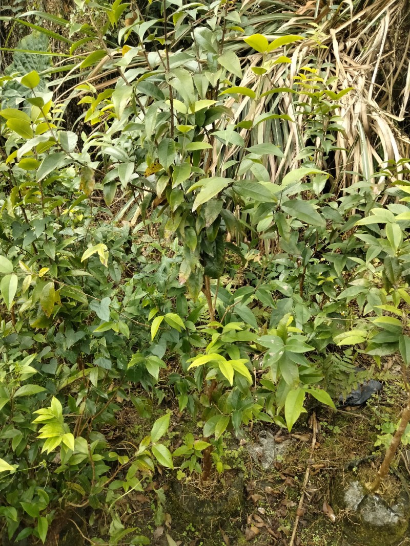 四季艾斯卡嘉宝果，