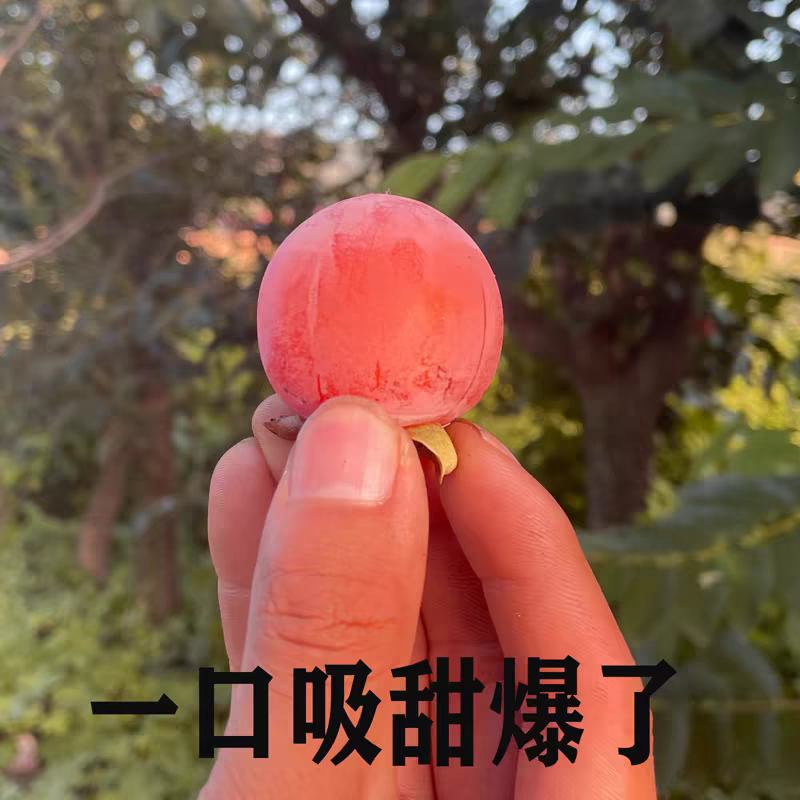 火葫芦，火晶柿子，吊红柿子，珍珠蜜柿，软甜柿子，品质推荐