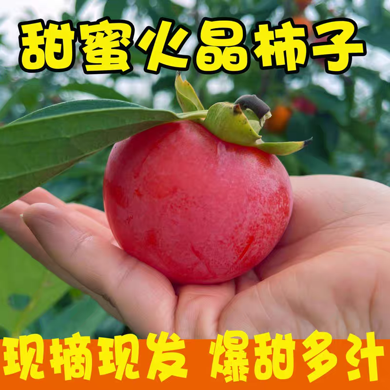 火葫芦，火晶柿子，吊红柿子，珍珠蜜柿，软甜柿子，品质推荐