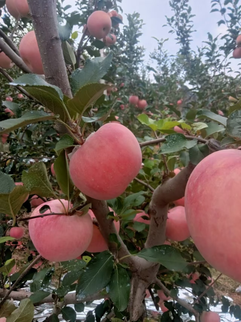 红富士苹果大量现货价格美丽