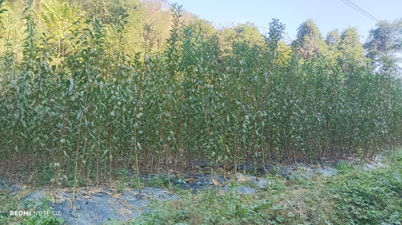 出售蜂糖李苗
