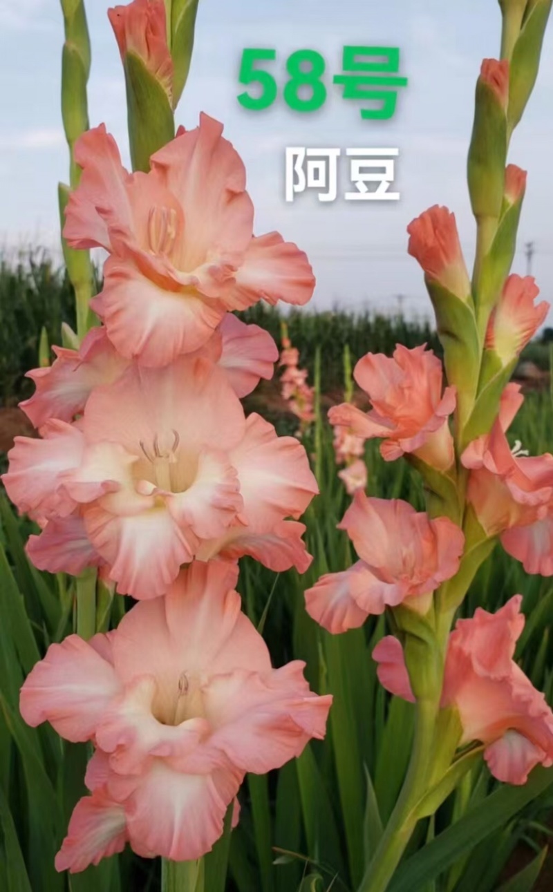 剑兰种球电商，园林，绿化，花海，种植，切花基地发货