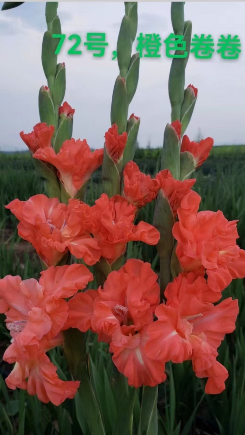 剑兰种球电商，园林，绿化，花海，种植，切花基地发货