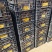【剑兰种球】基地直发，电商，园林，绿化，花海，种植，