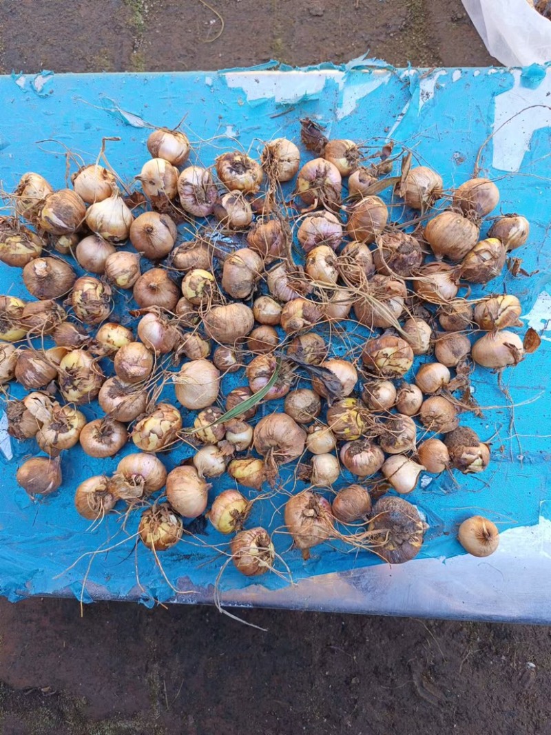 【剑兰种球】基地直发，电商，园林，绿化，花海，种植，