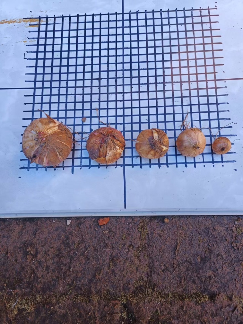 【剑兰种球】基地直发，电商，园林，绿化，花海，种植，