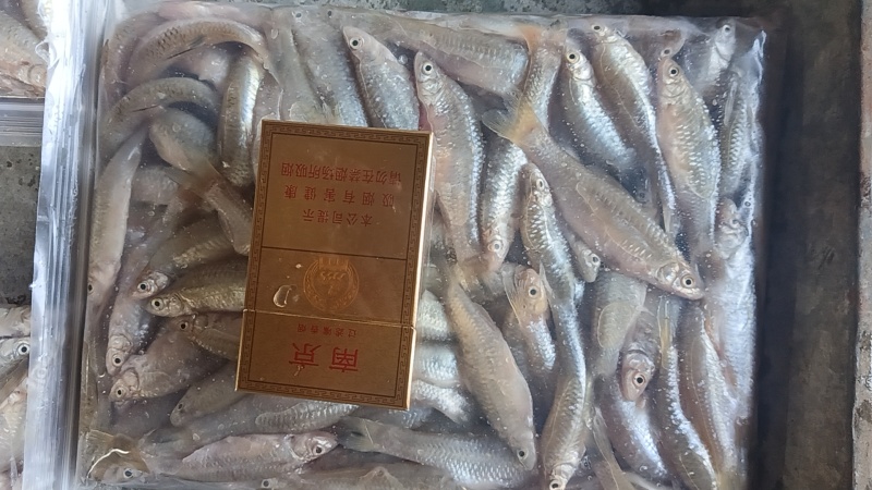 开肚麦穗鱼麻鱼6-7公分，产地发货，一手货源，质量保证